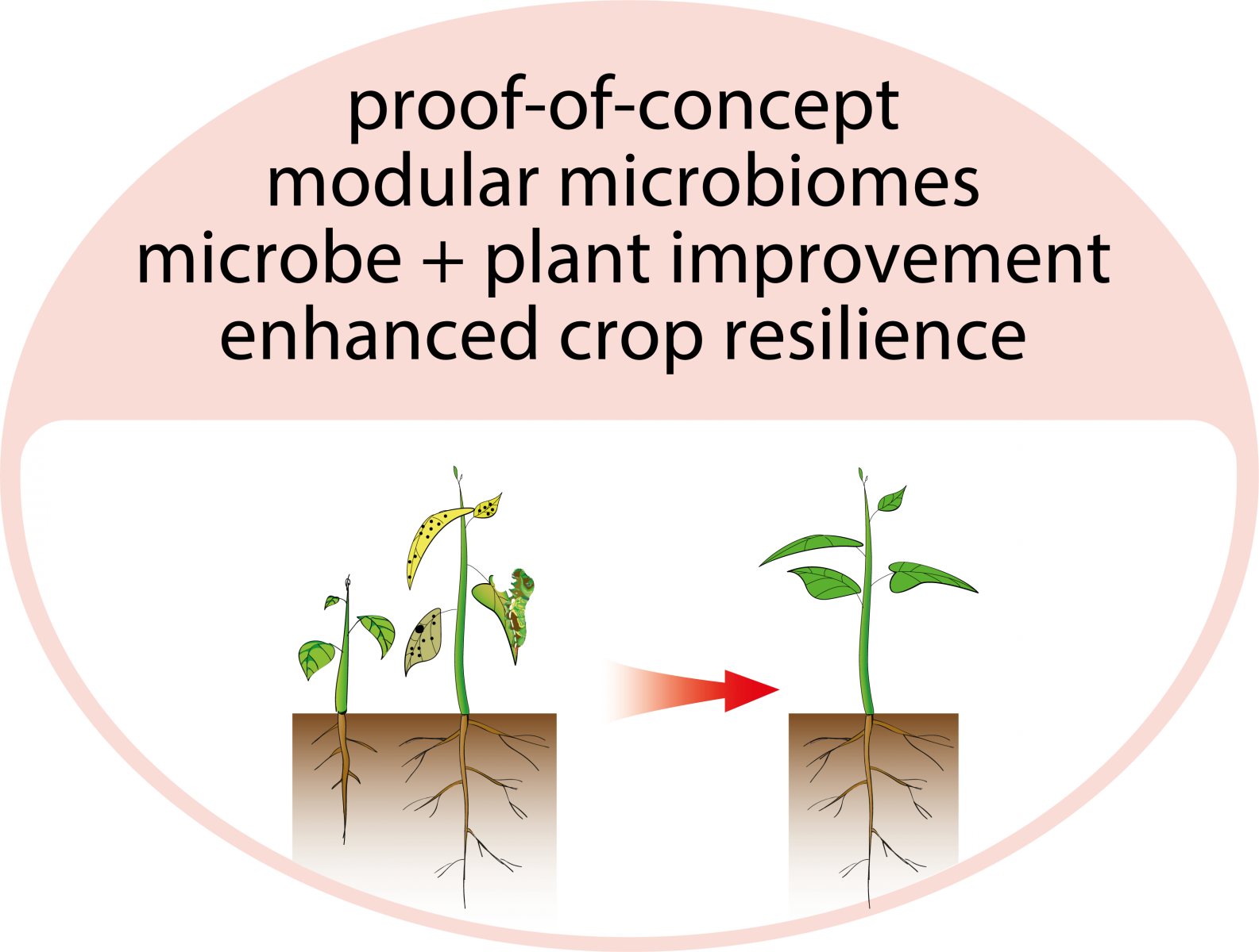 Plant improvement for enhanced crop resilience