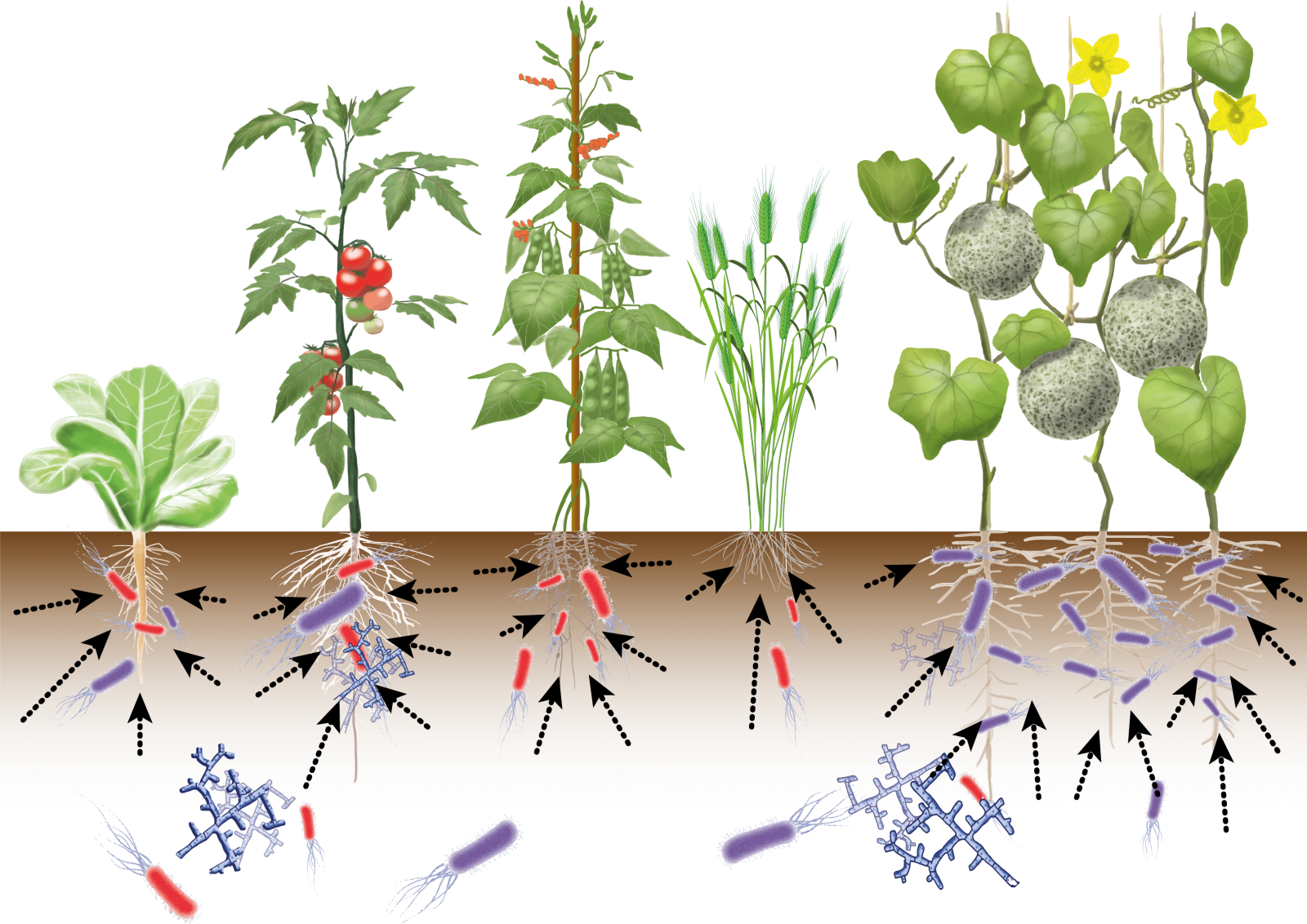 Different model plants and their interaction with soil microbes, schematic