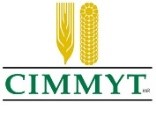 CIMMYT International Maize and Wheat Improvement Center - logo