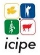 ICIPE logo 