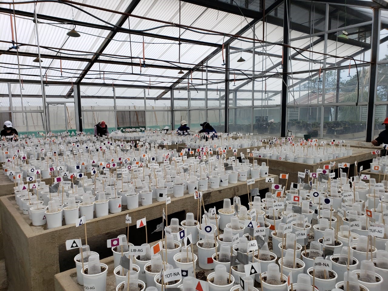A greenhouse with a lot of white pots containing small potatoe plants